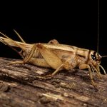 Don’t reach for the bug spray: scientists find insects may feel pain after crickets nurse sore antenna