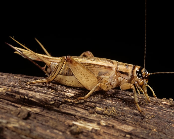 Don’t reach for the bug spray: scientists find insects may feel pain after crickets nurse sore antenna