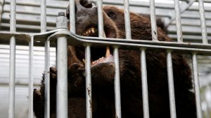 Japan confirms first fatal bear attack this year with two more suspected