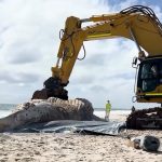 Mammoth operation under way to remove 31-tonne whale carcass from Perth beach — video
