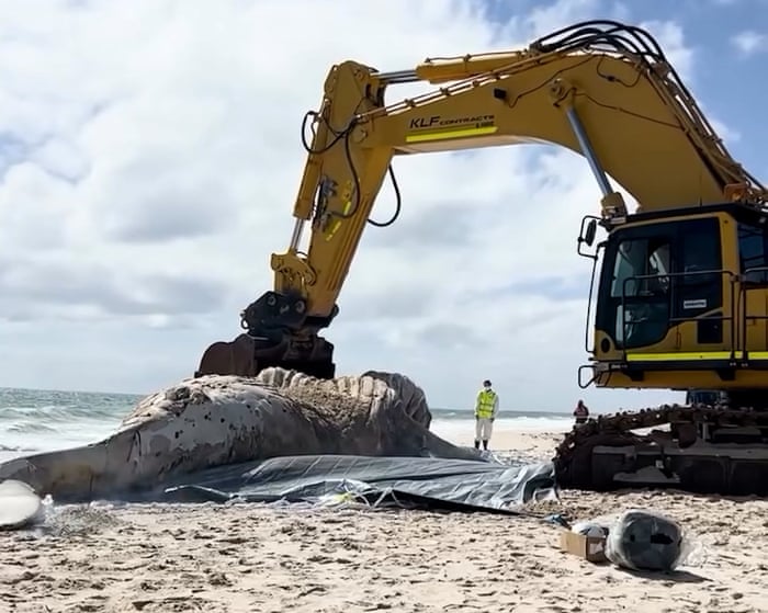 Mammoth operation under way to remove 31-tonne whale carcass from Perth beach — video