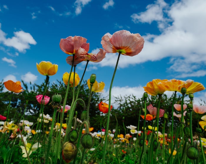 Blooming beautiful! The Tesselaar tulip festival – in pictures