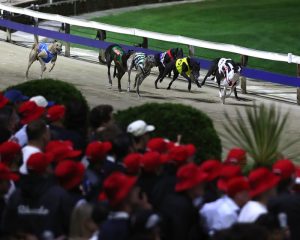 Gone to the dogs: racing fans mourn closure of ‘Wenty’, Sydney’s historic greyhound track