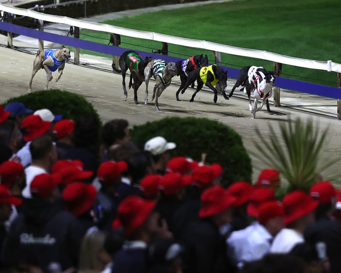 Gone to the dogs: racing fans mourn closure of ‘Wenty’, Sydney’s historic greyhound track