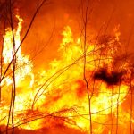 ‘Catastrophic wildfire loop’ after colonisation left parts of Australia more at risk from bushfires, study finds